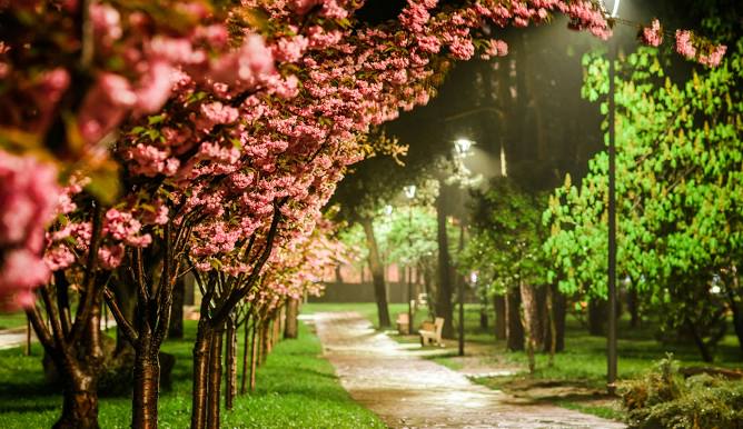 Парк «Кіото»